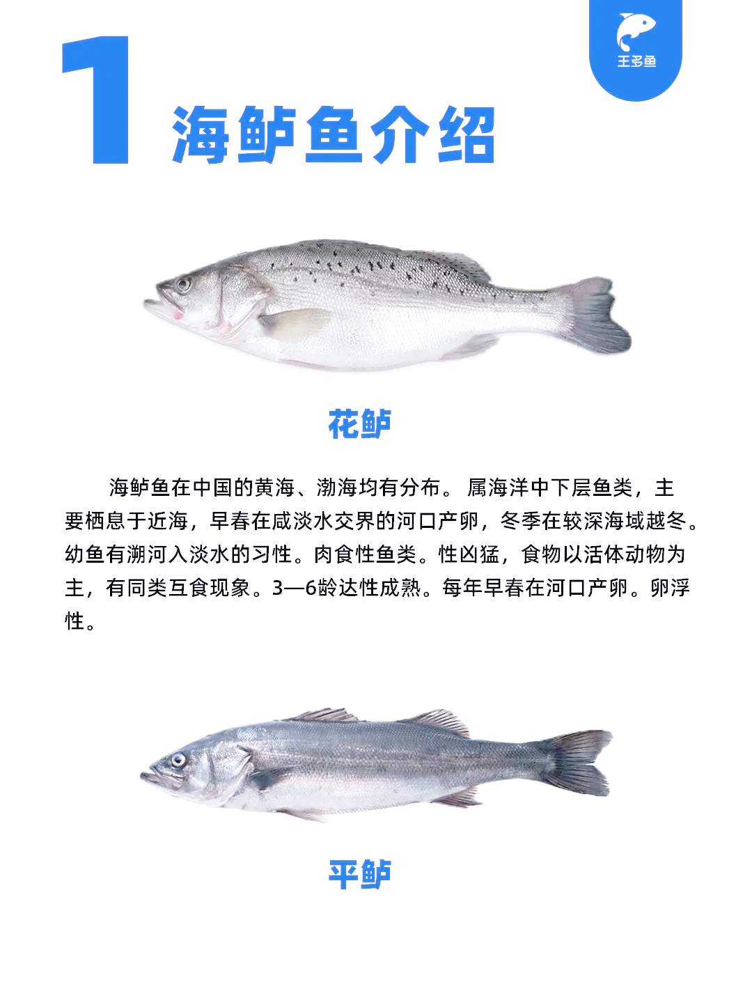 海钓鲈鱼前导(海钓鲈鱼钓组线组之5种常见钓组图解)