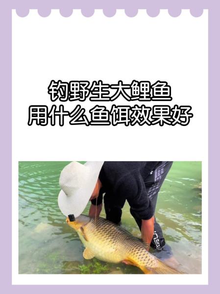 春钓鲤鱼鲫鱼技巧(春钓鲤鱼用什么饵最好)