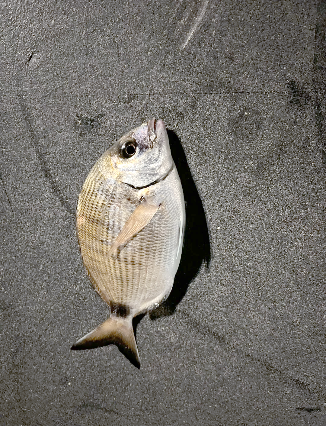 渤海钓海鲋(渤海海钓鱼类品种)