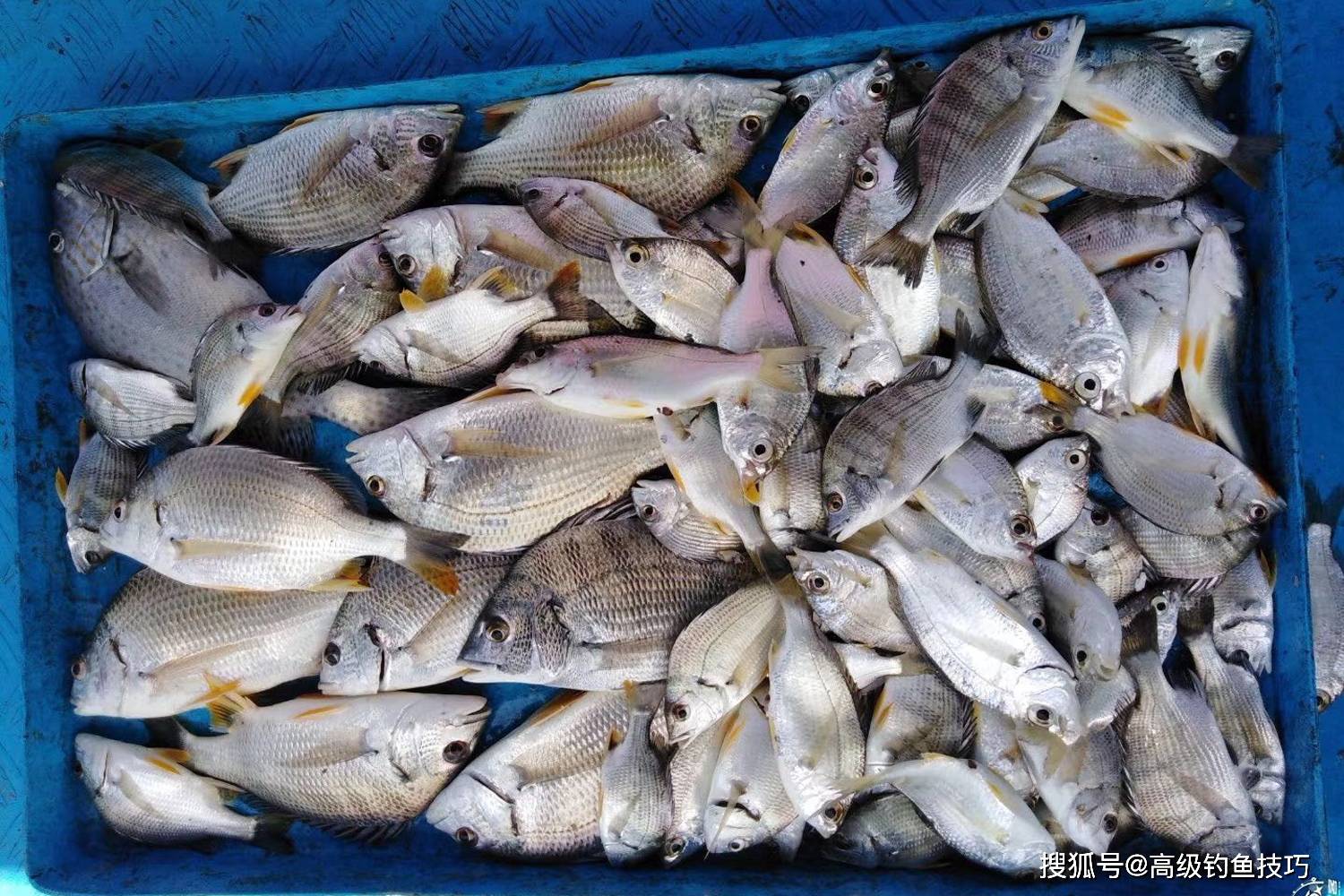渤海钓海鲋(渤海海钓鱼类品种)