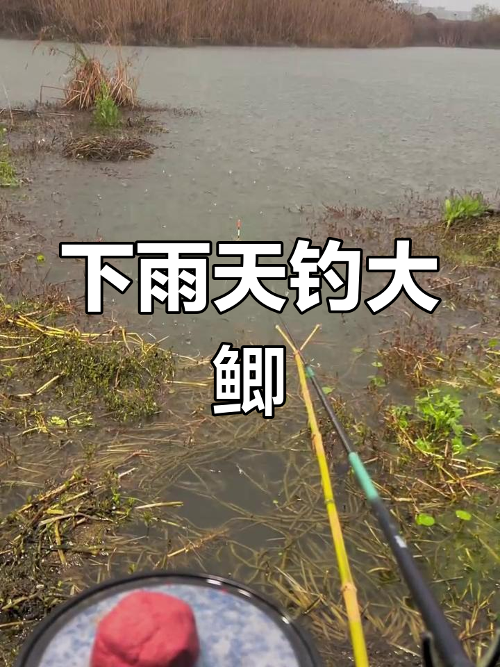 夏季雨天钓鱼饵料味道(雨天钓鱼用腥料还是香料)