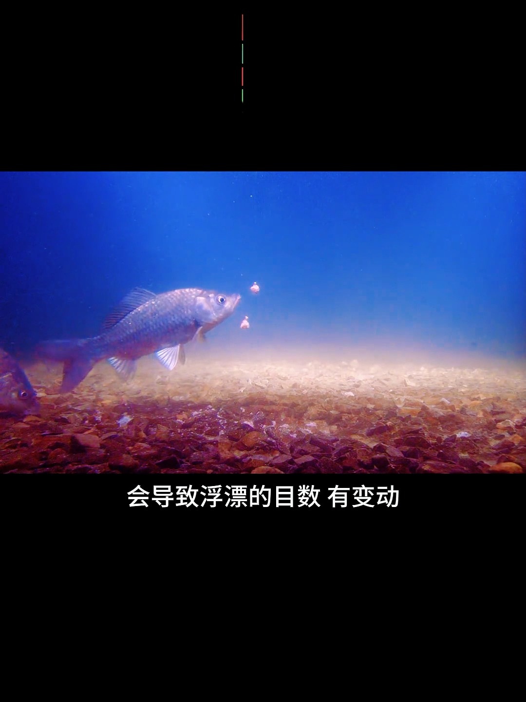 鲫鱼吃饵料温度(钓鲫鱼水温在多少合适)