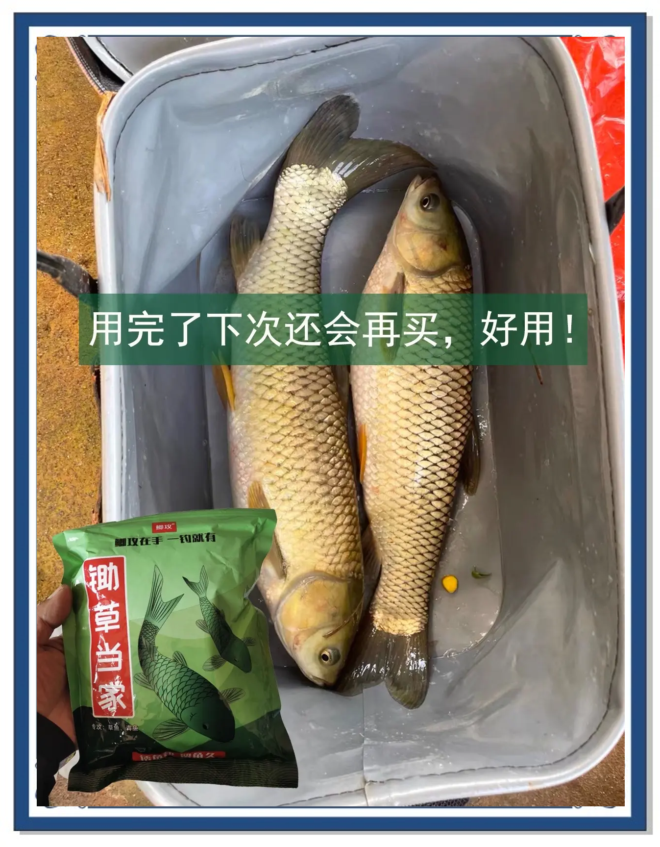 草鱼吸食饵料(草鱼诱食剂有用吗)
