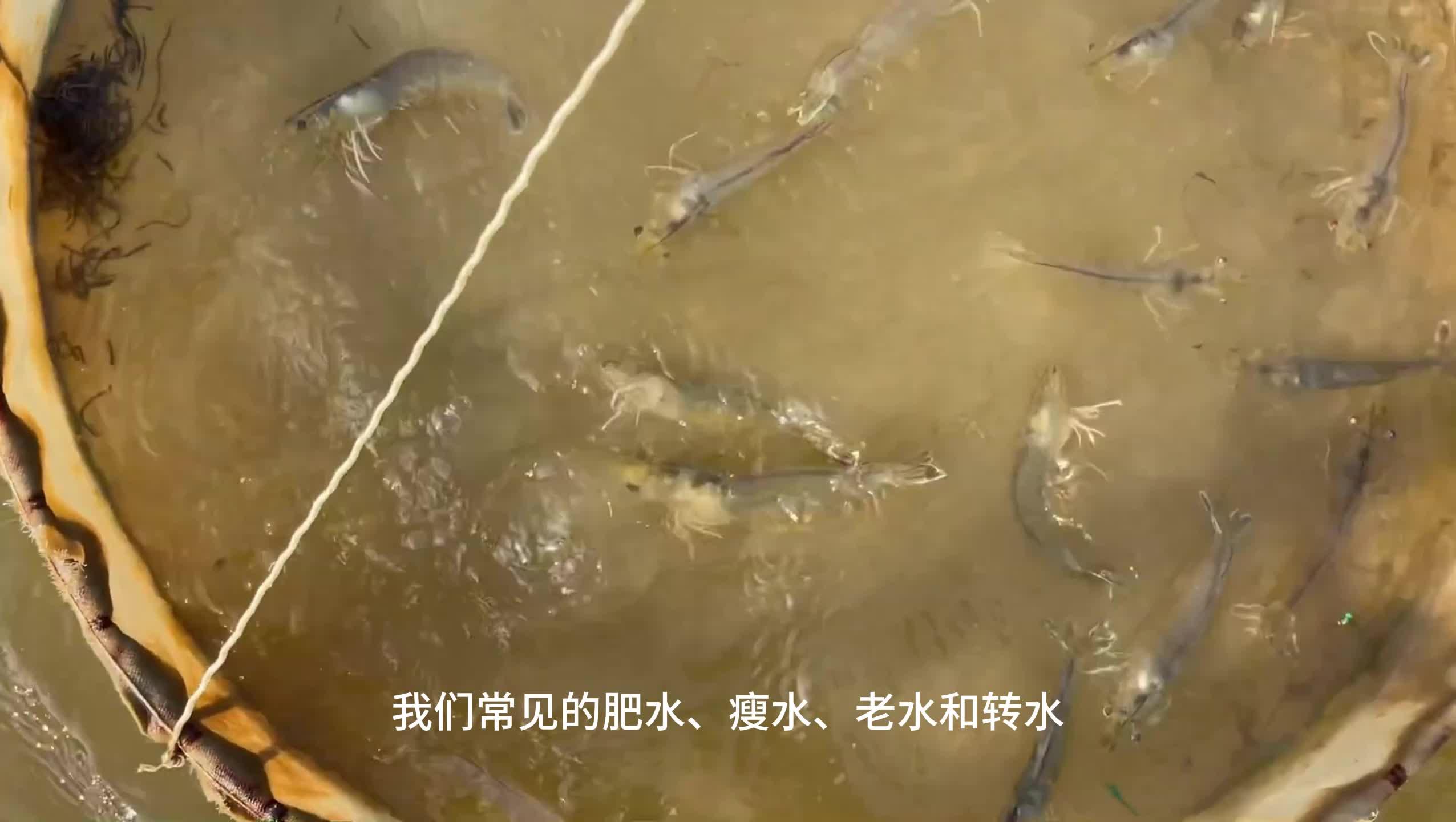 肥水瘦水用饵技巧(肥水和瘦水怎么钓鱼)