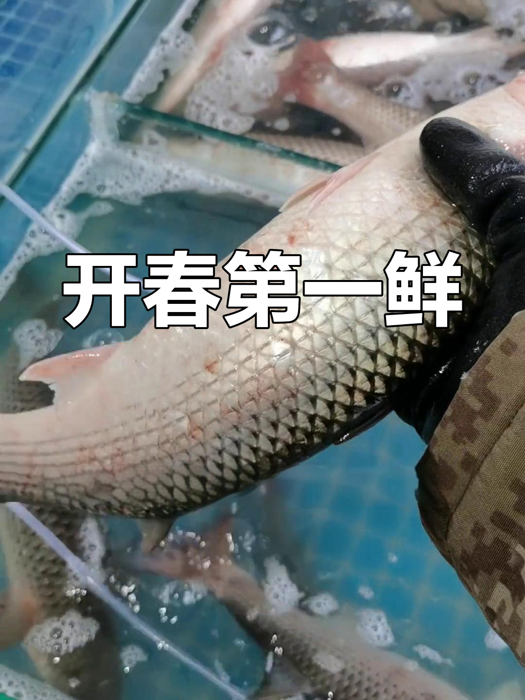 海钓梭鱼几月开始(海钓梭鱼几月份最好)