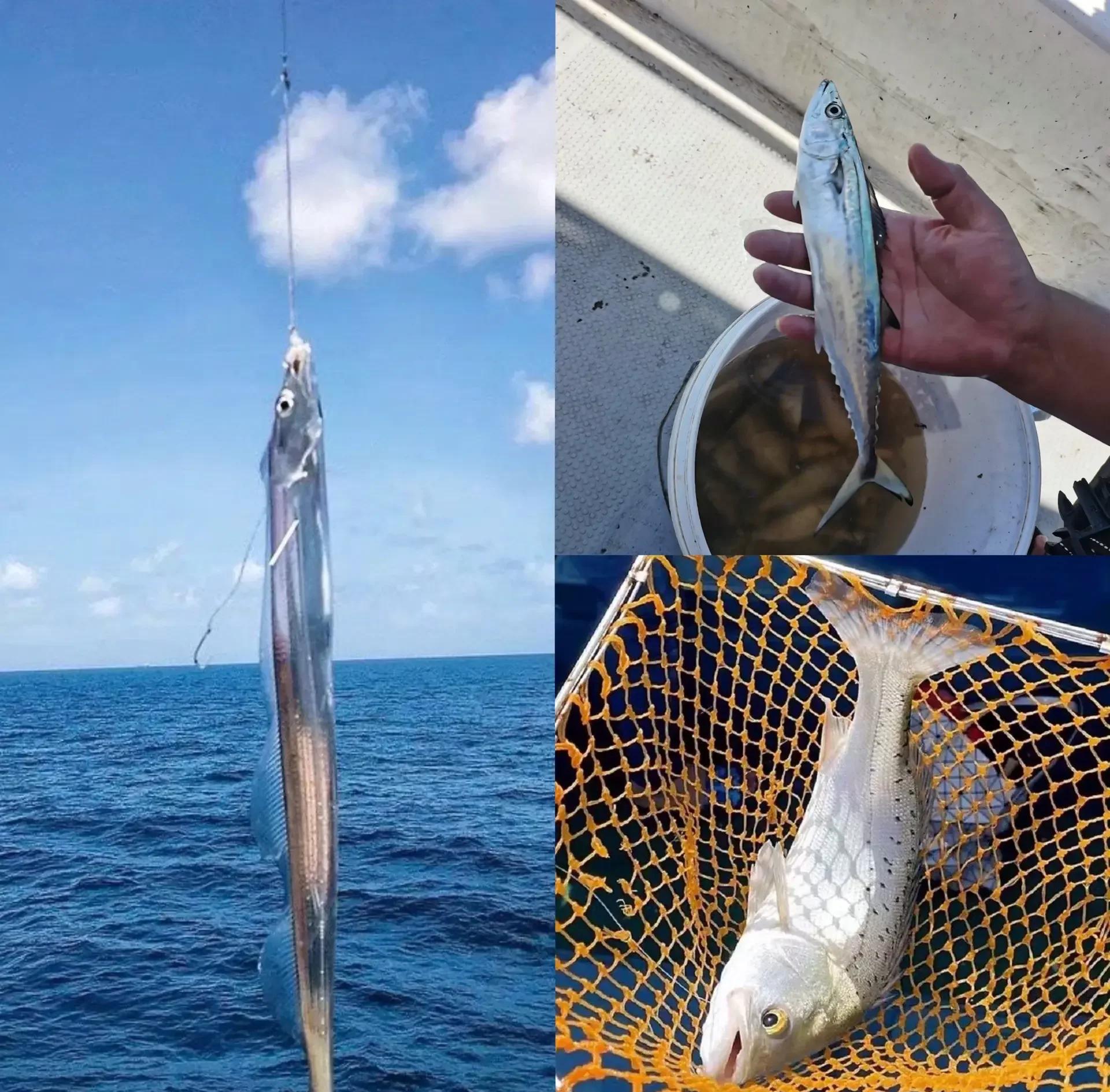 海钓梭鱼几月开始(海钓梭鱼几月份最好)