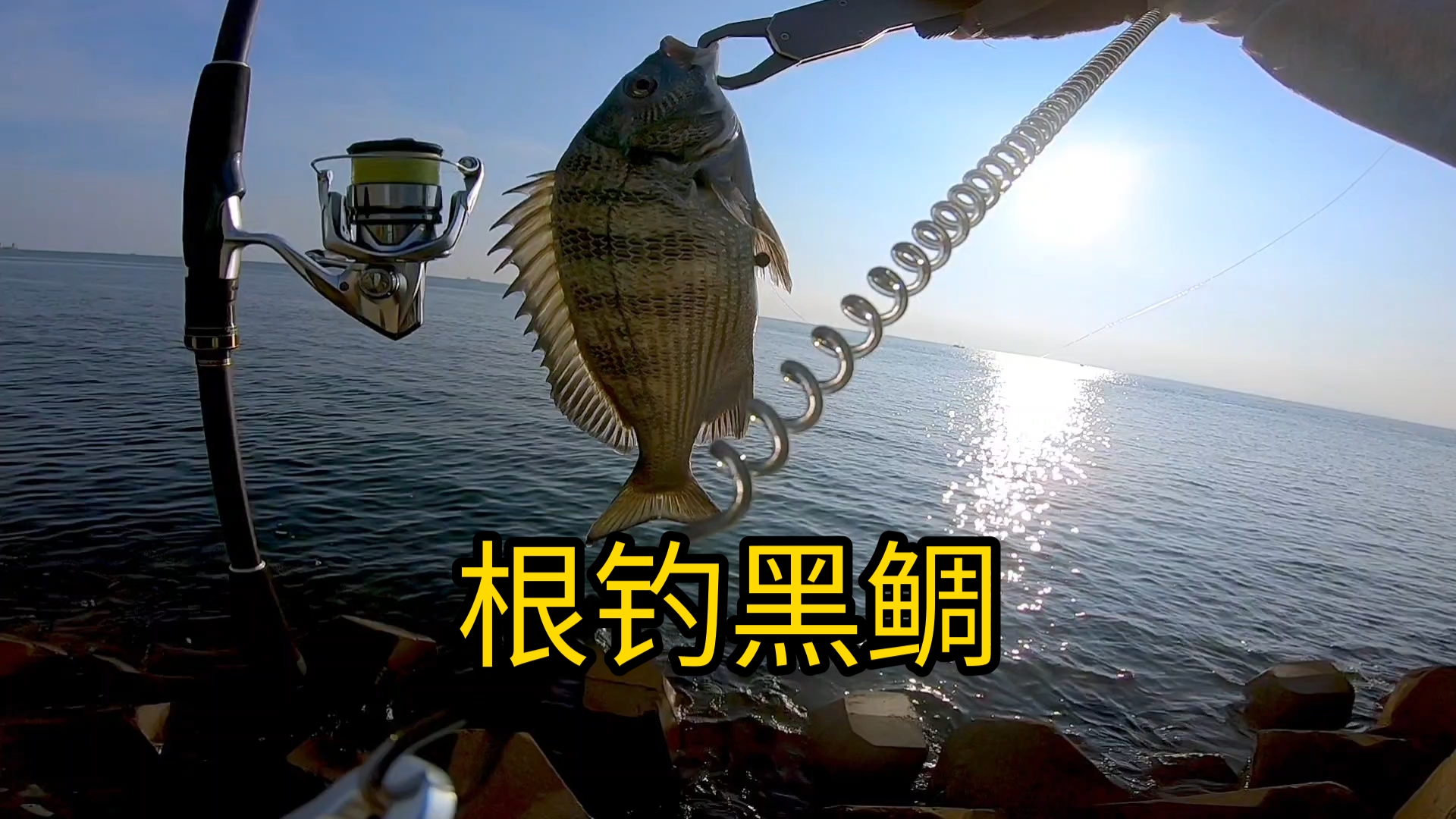冬季海钓黑鲷技巧(冬季海钓黑鲷技巧图解)