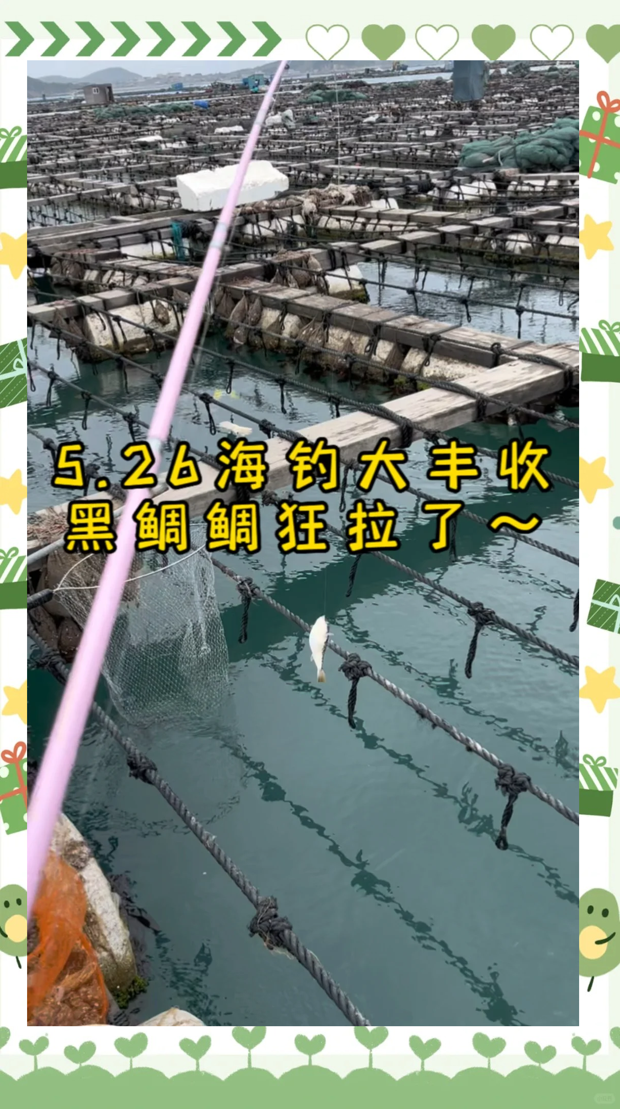 冬季海钓黑鲷技巧(冬季海钓黑鲷技巧图解)