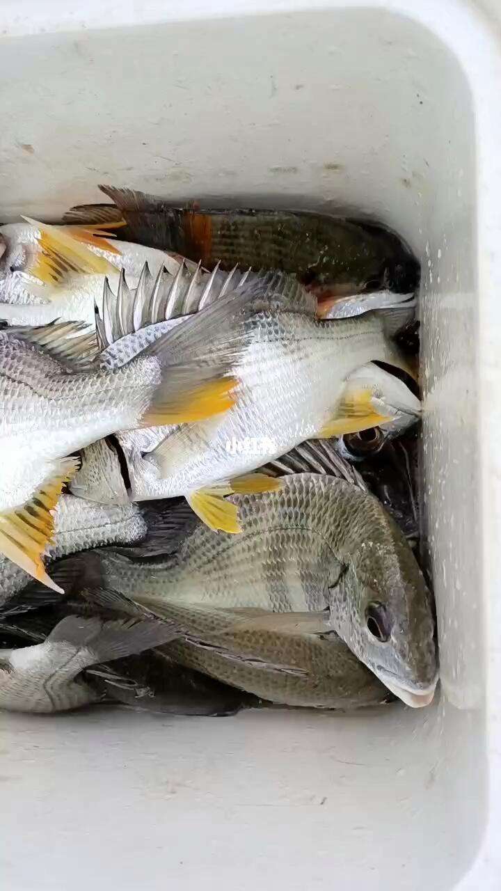 沉底钓黄脚立技巧(海钓黄脚立用沉底钓还是浮钓)