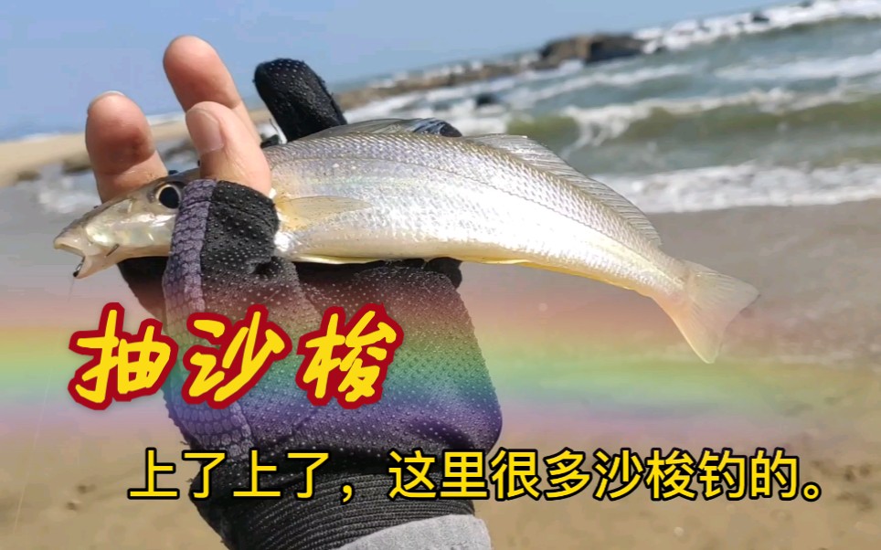 沙滩钓鱼装备和技巧(沙滩钓鱼技巧视频教程)