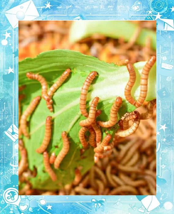黄粉虫海钓(黄粉虫能当鱼饵吗)