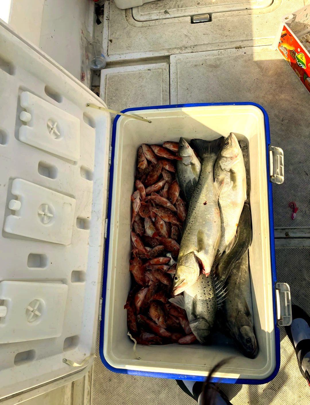 海边海钓鲈鱼渔获图片(海边海钓鲈鱼渔获图片高清)