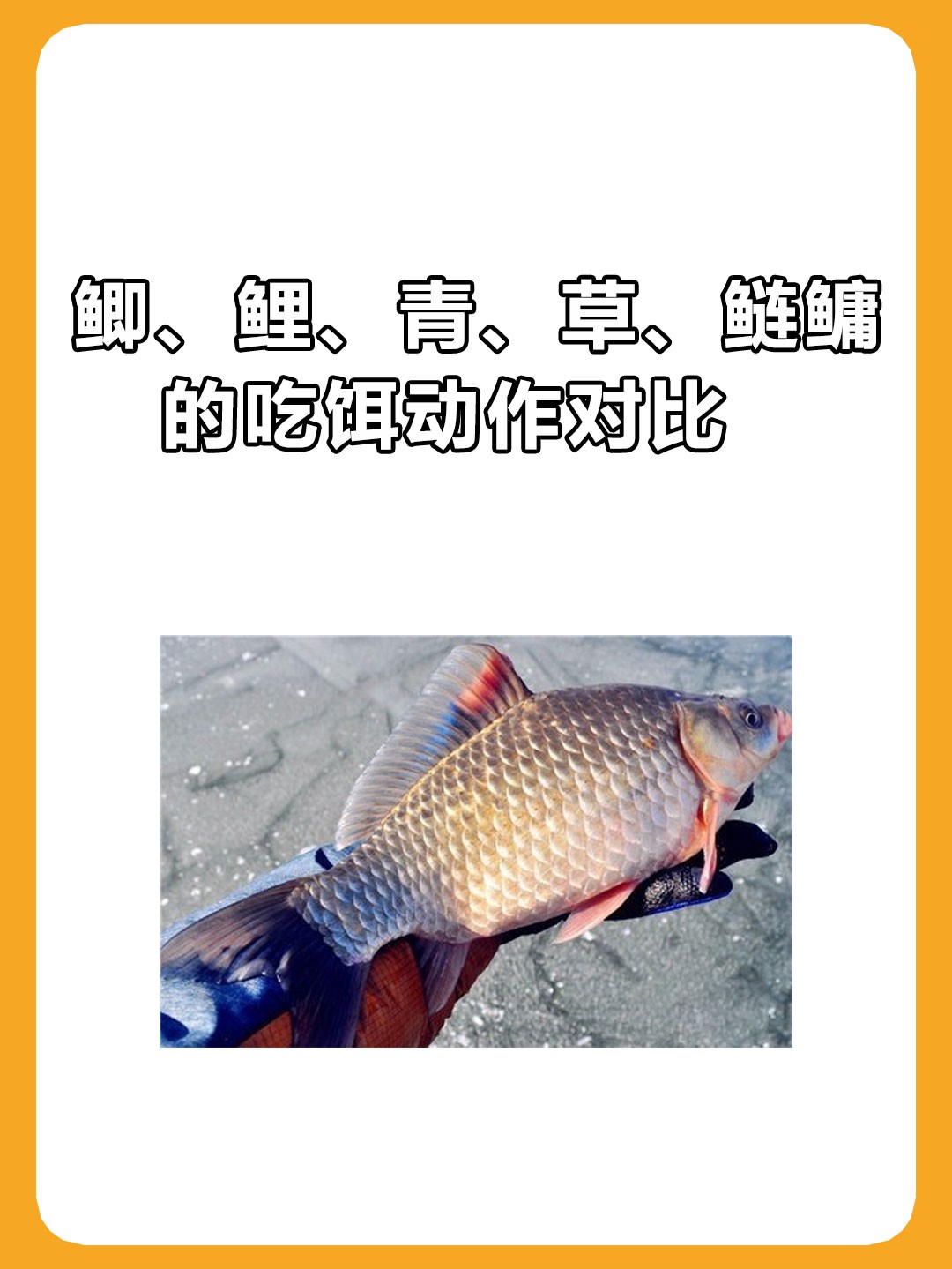 钓鱼捉口技巧(钓鱼捉口技巧视频)