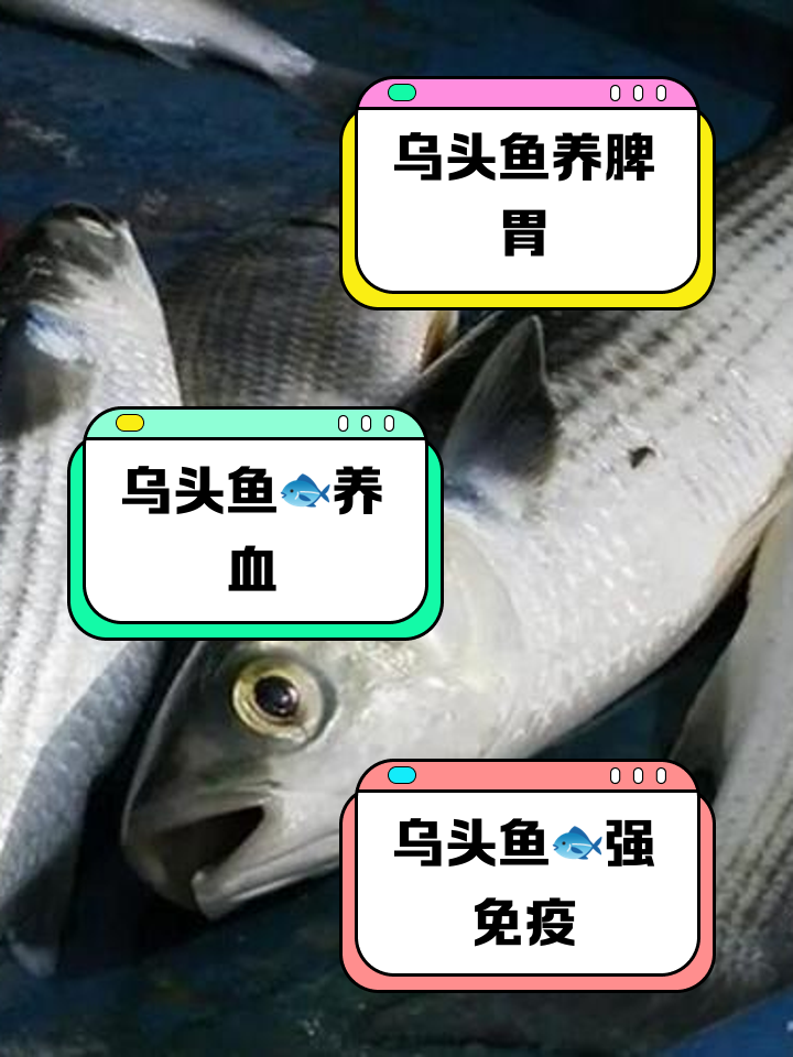 珠海钓乌头鱼6(广东钓乌头鱼视频)