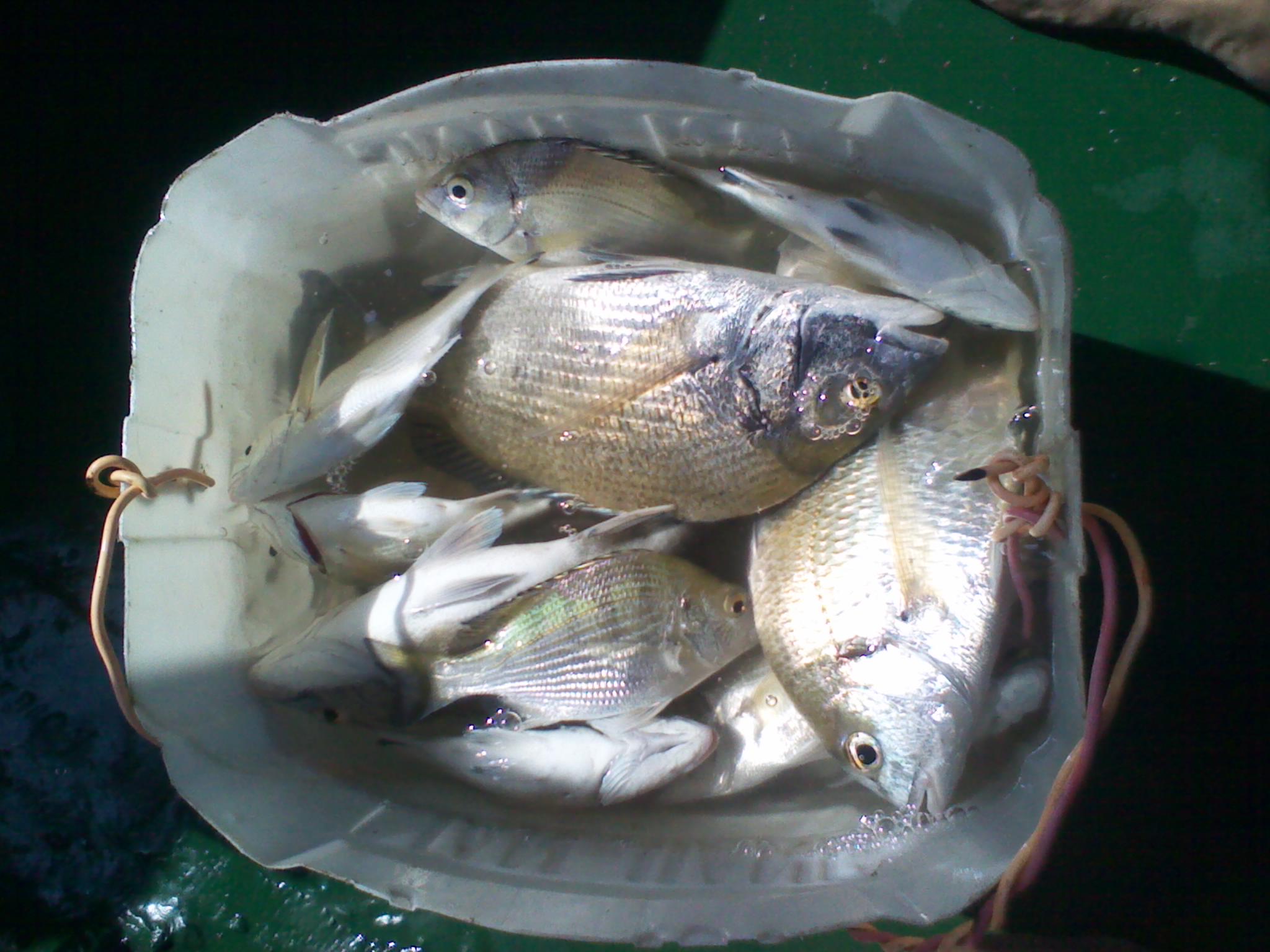 中流钓腊技巧(钓腊鱼的最佳饵料和方法)