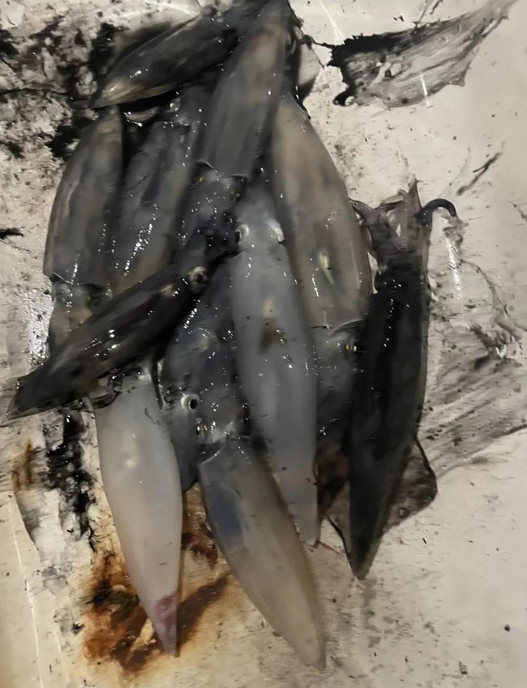 蛎蚜海钓(如何用海蛎做饵)