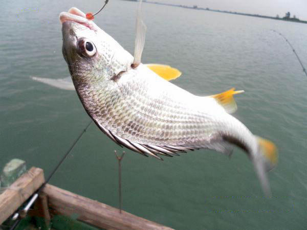 海钓鱼黄鳍鲷(黄鳍鲷钓底还是钓浮)