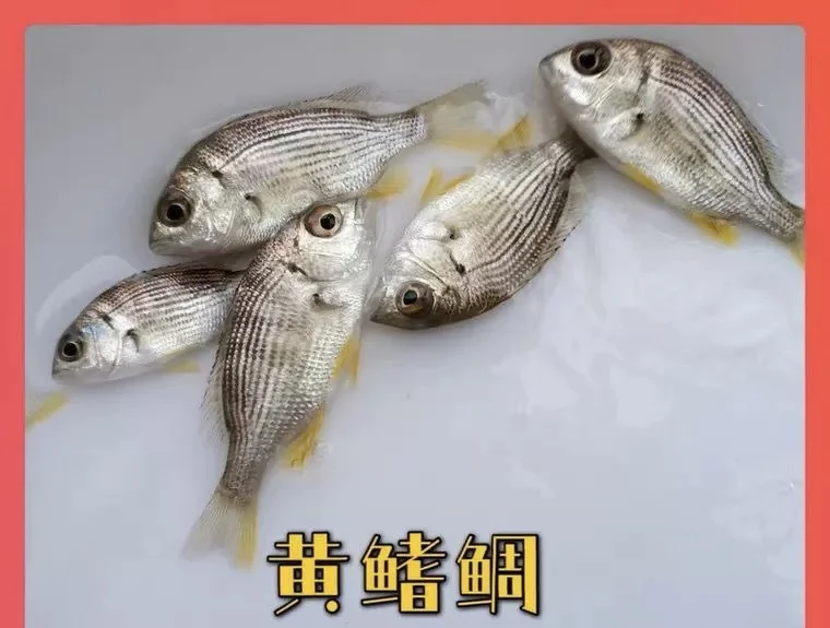 海钓鱼黄鳍鲷(黄鳍鲷钓底还是钓浮)