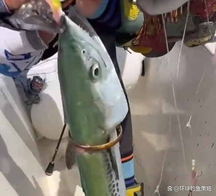 海钓鲅鱼大赛的视频(海钓鲅鱼大赛的视频播放)
