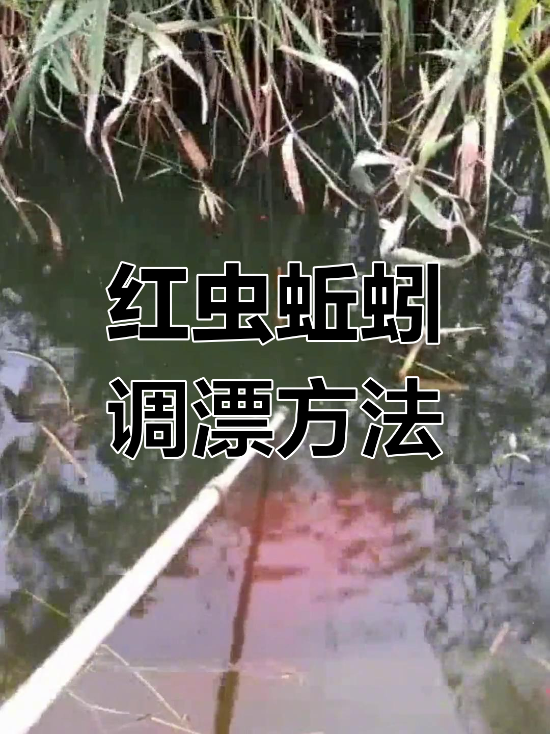 蚯蚓钓鱼5种技巧(蚯蚓钓鱼的技巧和调漂)