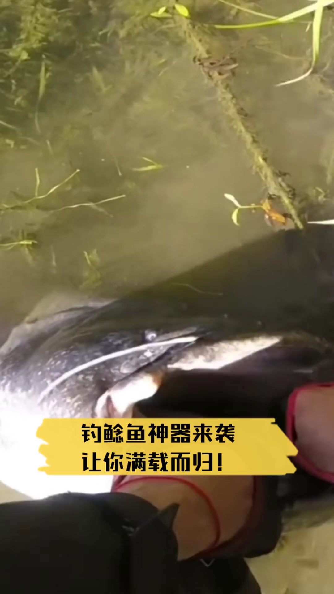 拉砣夜钓鲶鱼技巧(夜钓鲶鱼用什么鱼钩)