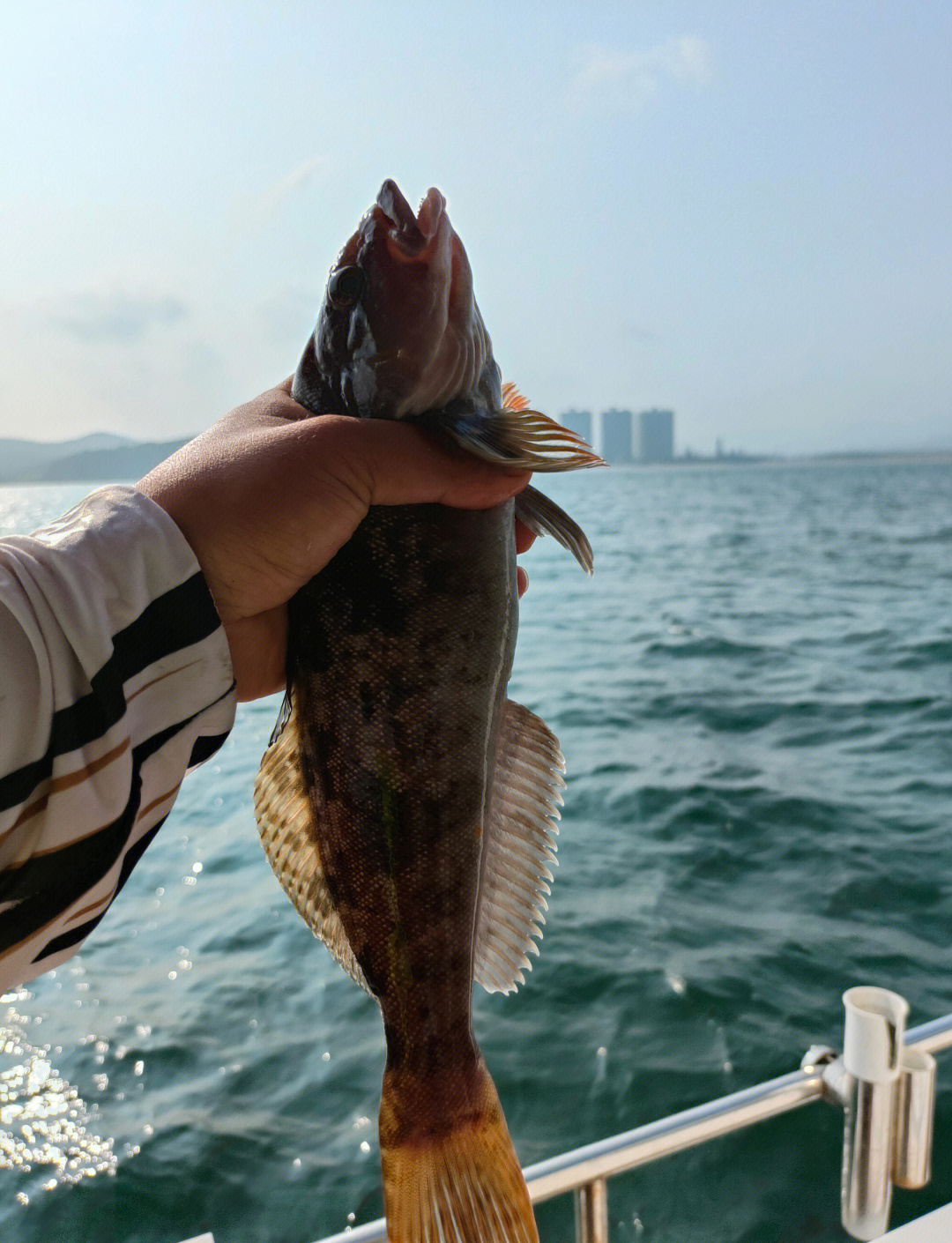 海钓黄鱼黑鱼视频(岸边钓黑鱼黄鱼用多大钩)