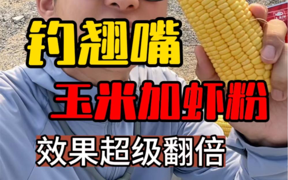 嫩玉米钓翘嘴技巧(用玉米钓翘嘴怎样让翘嘴连口)