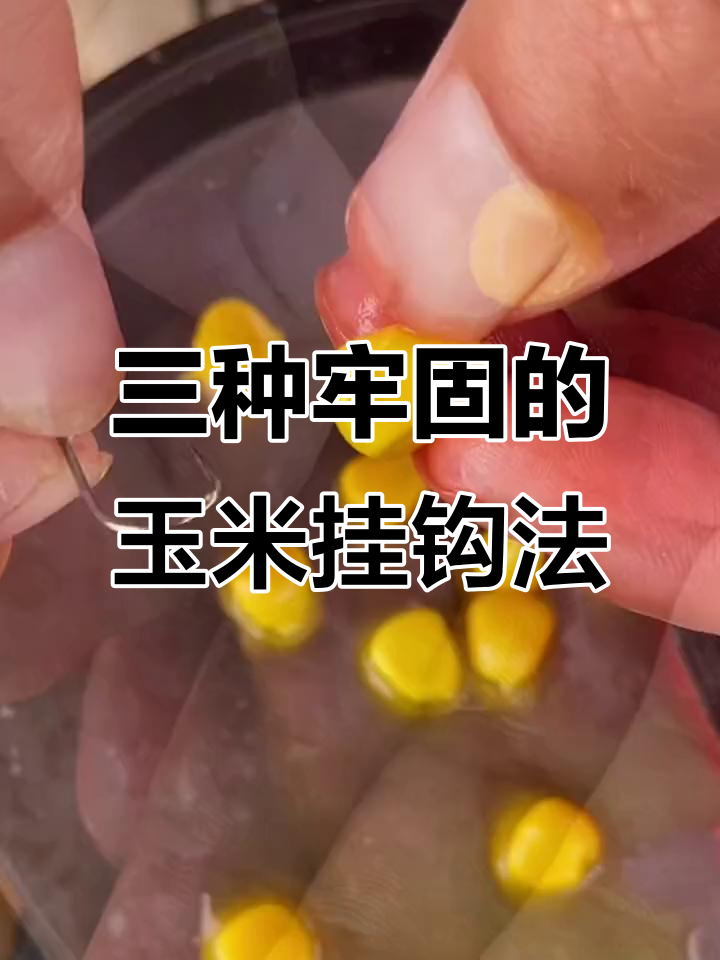 嫩玉米钓翘嘴技巧(用玉米钓翘嘴怎样让翘嘴连口)