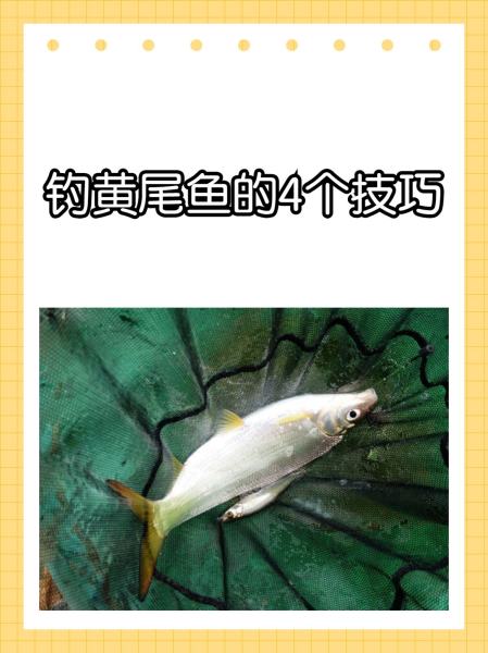 钓黑尾鱼技巧(钓黑尾鱼用什么饵料)