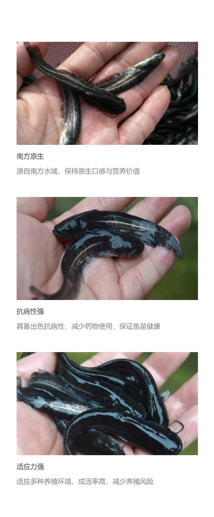 南方冬天粘鱼技巧(冬天粘鱼网捕鱼技巧)