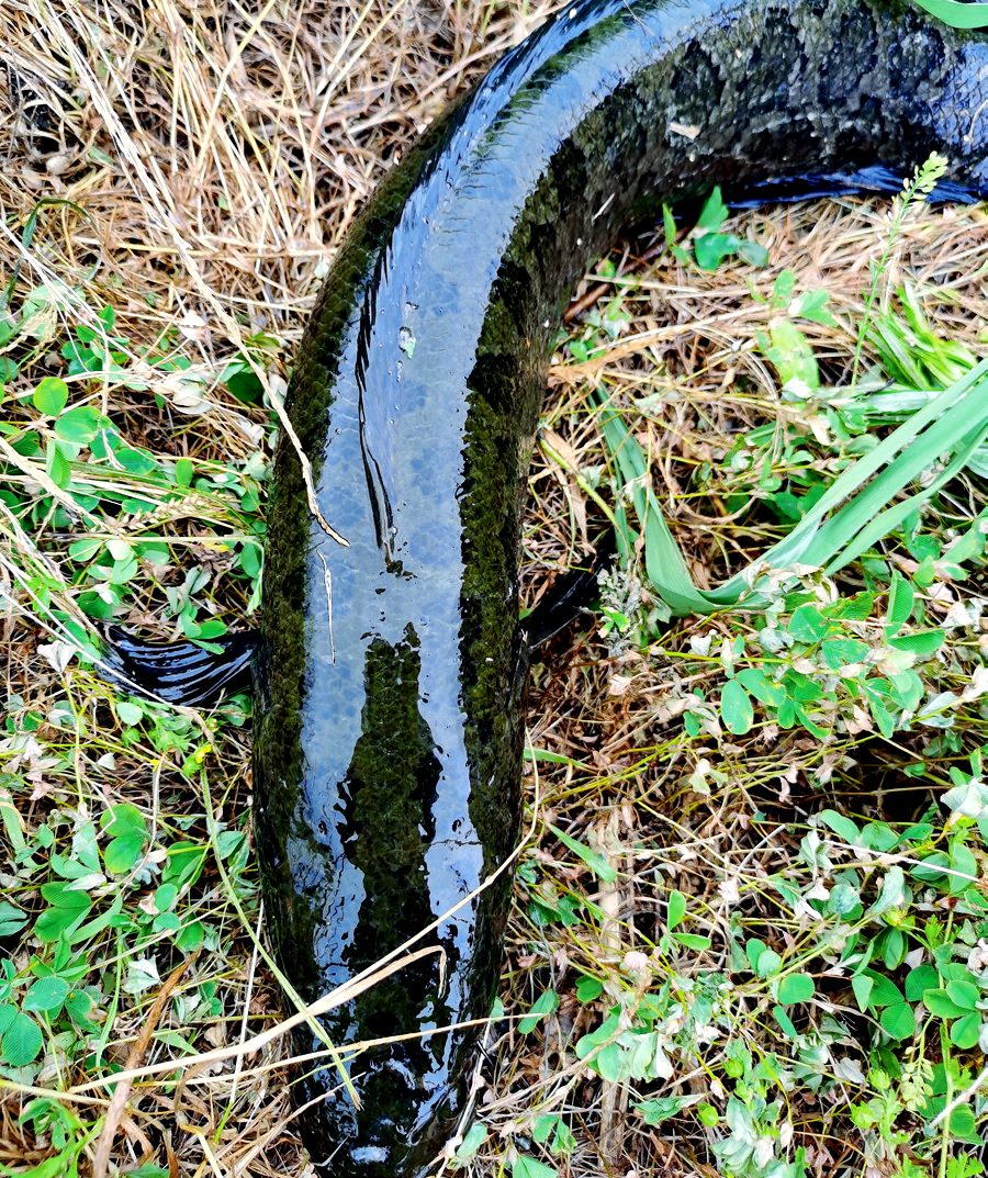 大连海钓黑鱼江(大连海钓黑鱼视频)