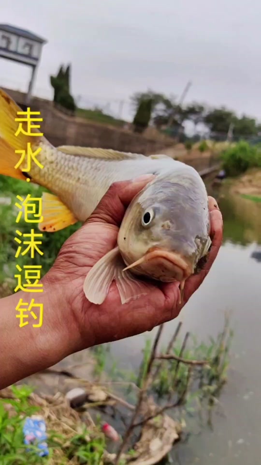 泡沫钓鱼技巧图解(泡沫钓法)