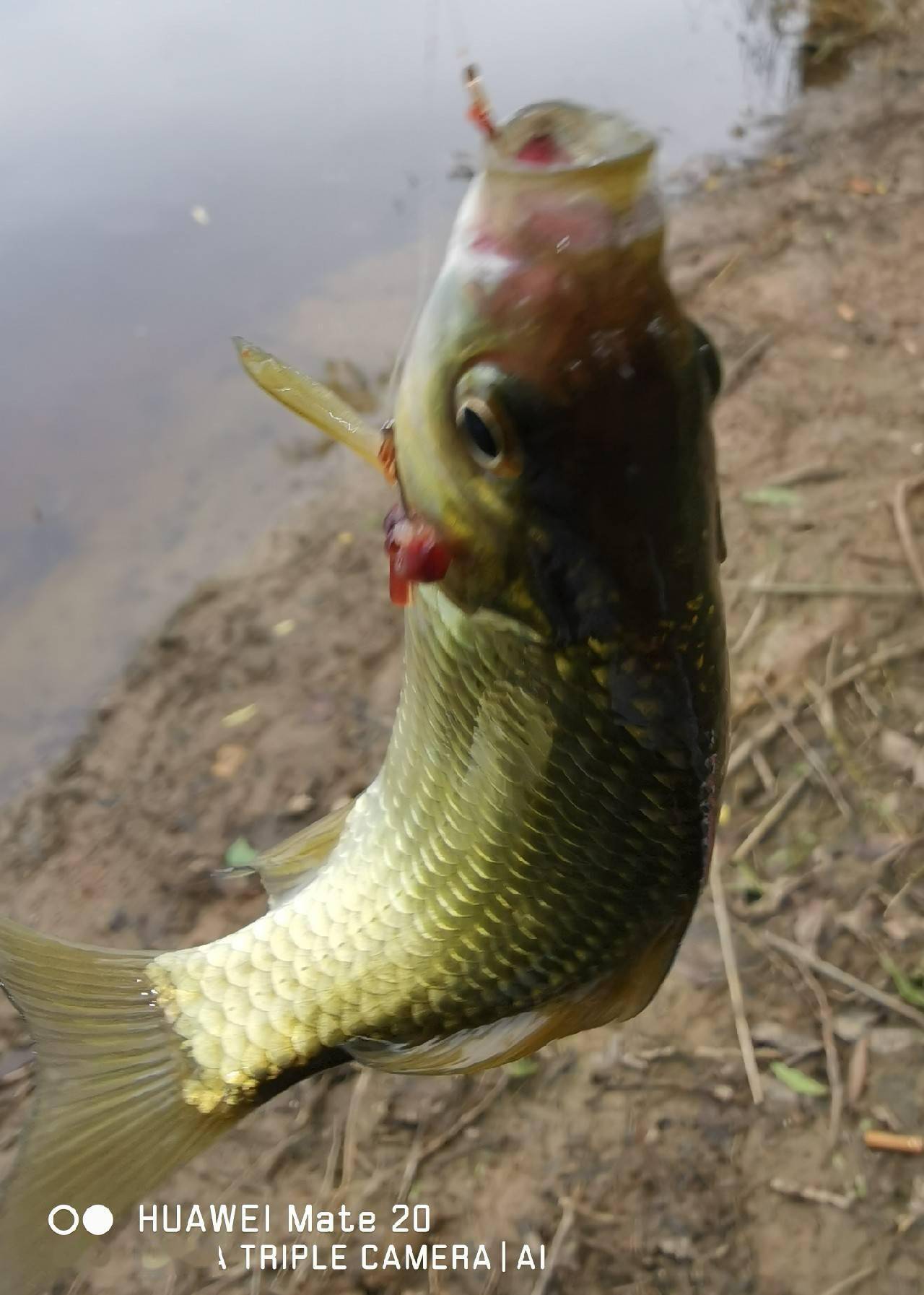 鲂鱼的饵料(鲂鱼钓底还是钓半水)