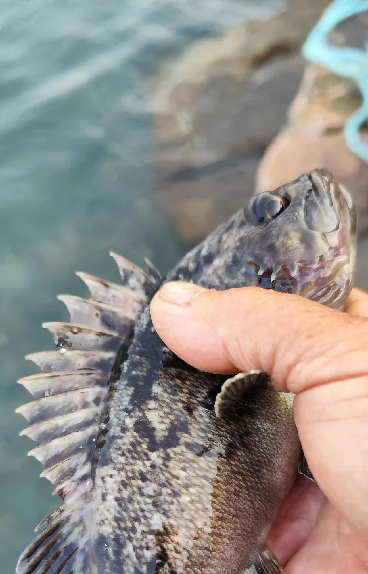海钓黑鱼技巧视频(海里钓黑鱼的钓法大全)