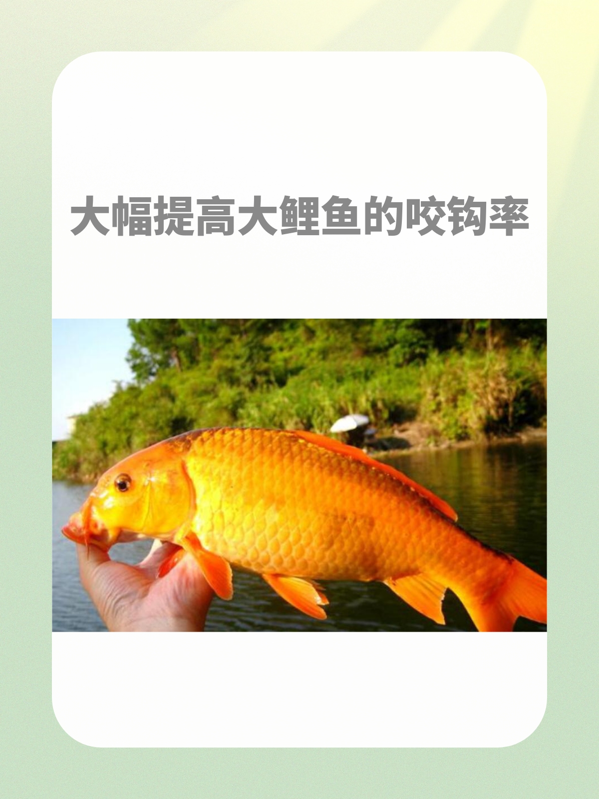 水库野钓鲤鱼鱼技巧(水库野钓鲤鱼用什么饵料最好)