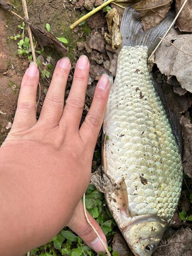 水库钓鲫鱼鱼技巧视频(水库钓鲫鱼如何选择钓位)