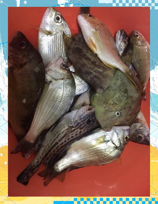 海钓乌头的绝招(海钓乌头的绝招是什么)