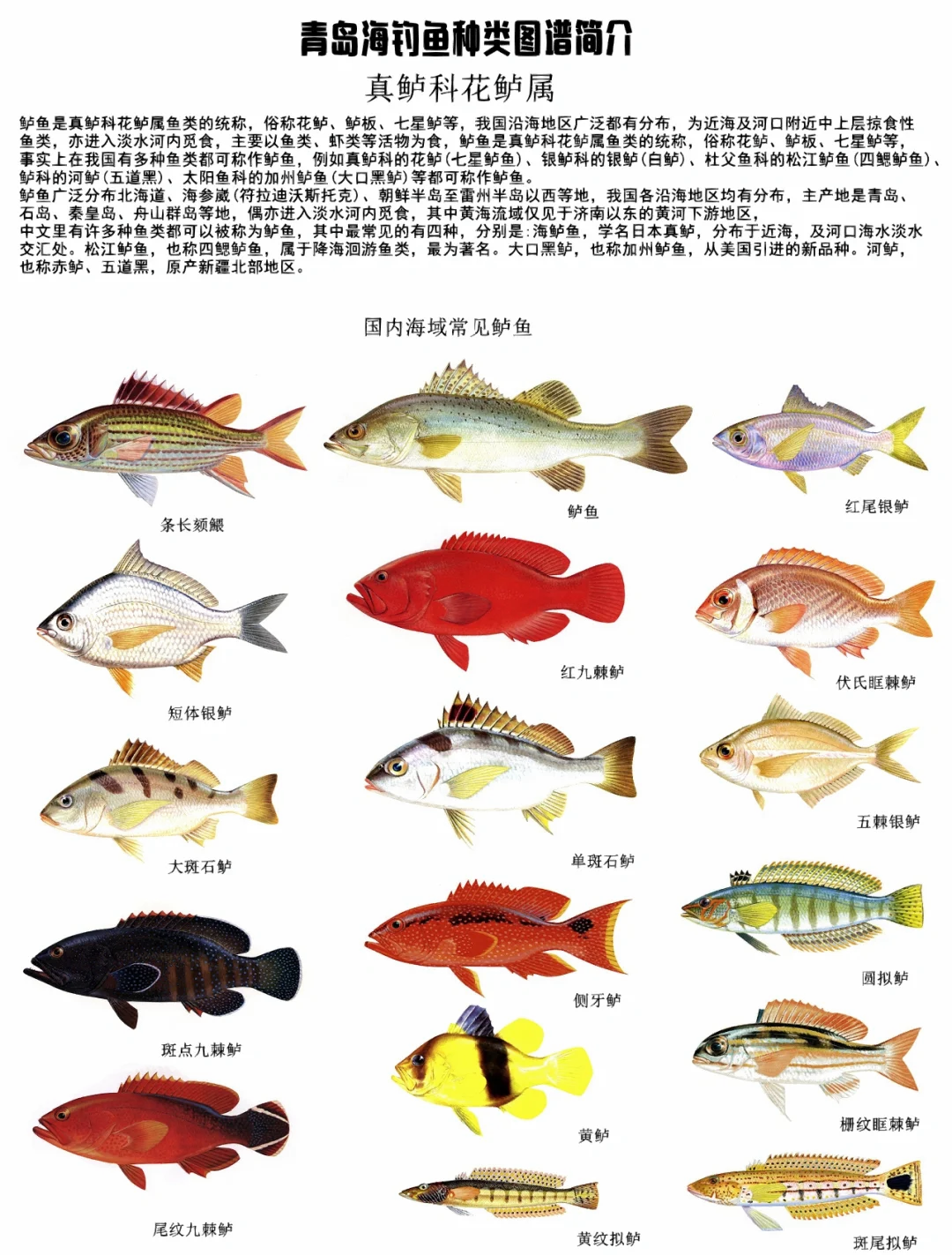 汕头海钓鲈鱼钓点(汕头海钓鲈鱼钓点有哪些)