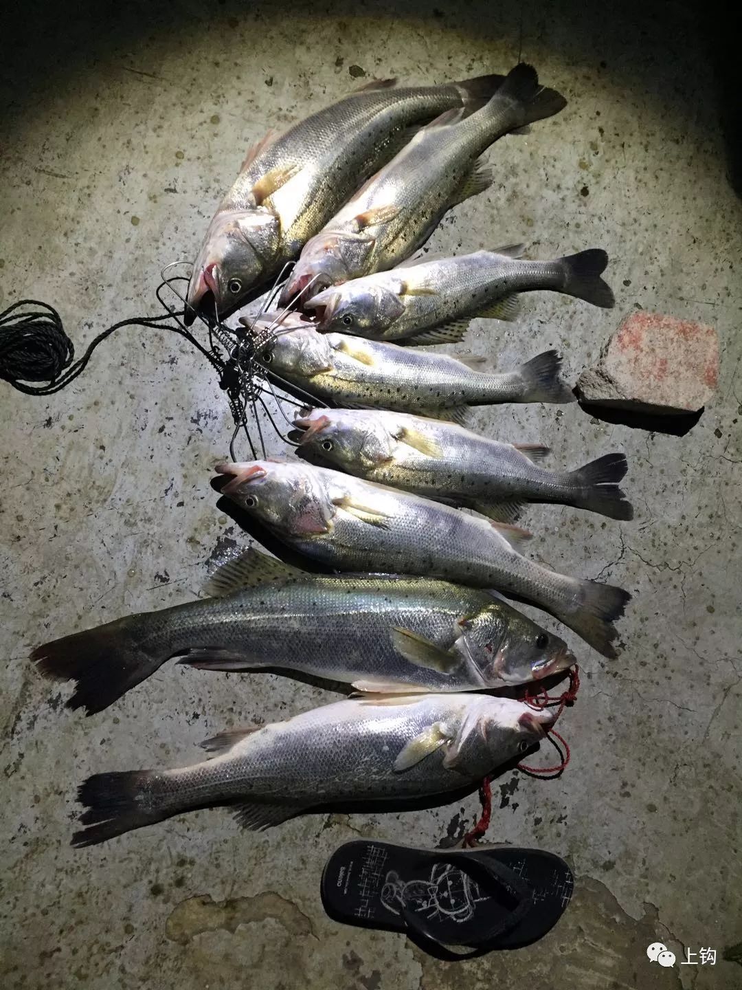 汕头海钓鲈鱼钓点(汕头海钓鲈鱼钓点有哪些)