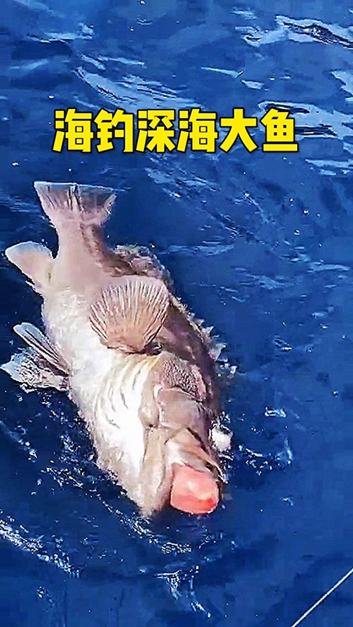 海钓大鱼时间(钓海鱼什么时间最好钓)