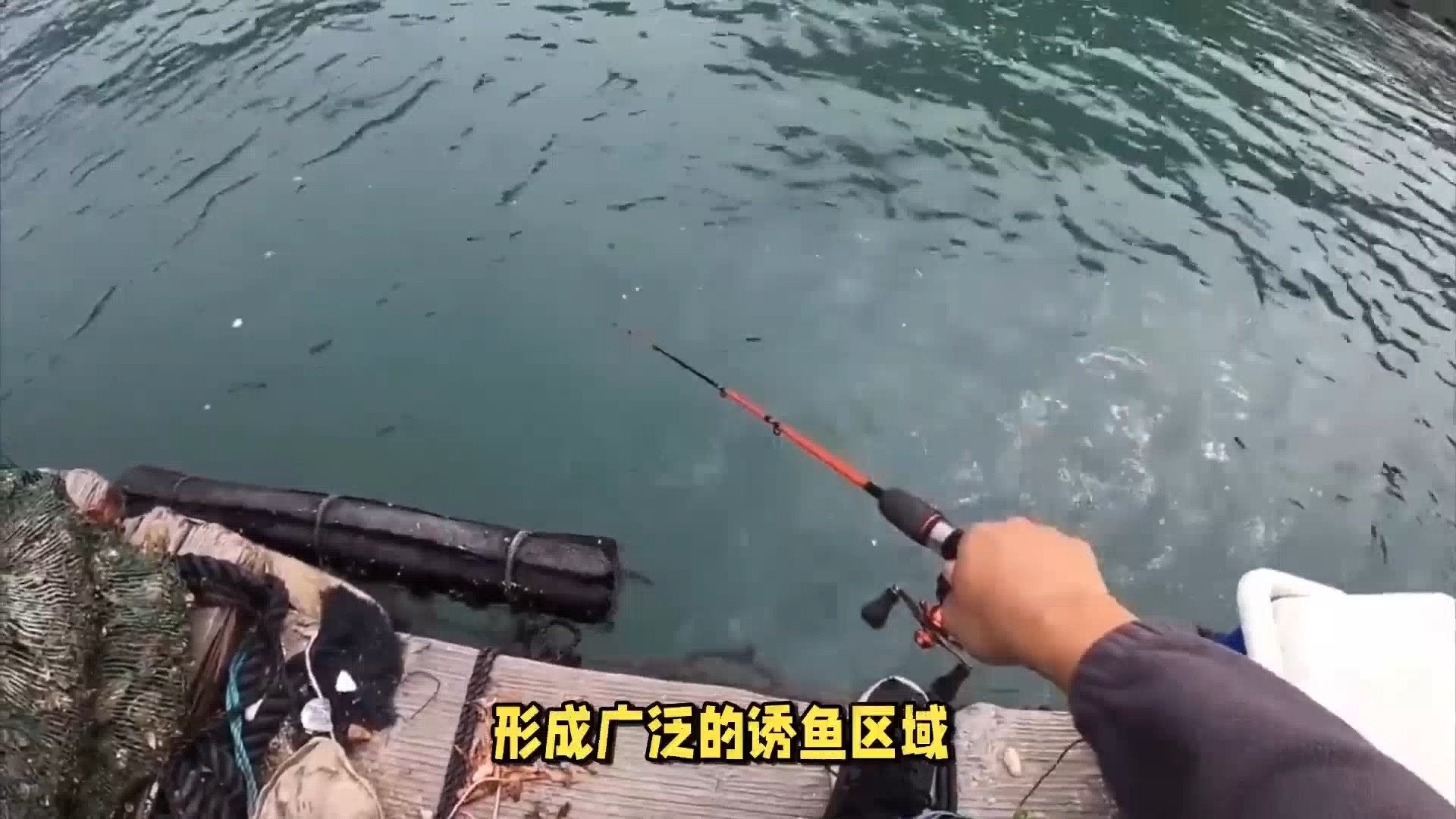 饵料试钓员(饵料测试视频)