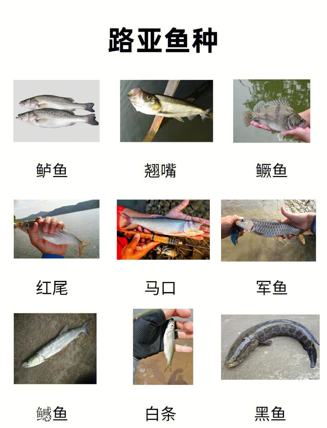 细鳞鱼能路亚吗(细鳞鱼可以路亚吗)