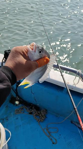黄翅海钓钓法(海钓黄翅鱼技巧)