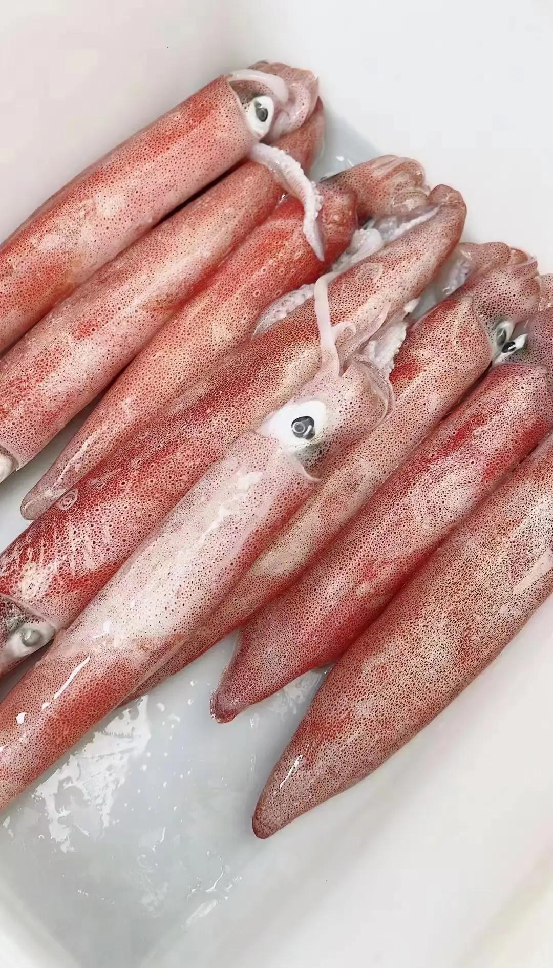 大连海钓鱿鱼(大连海钓鱿鱼视频)