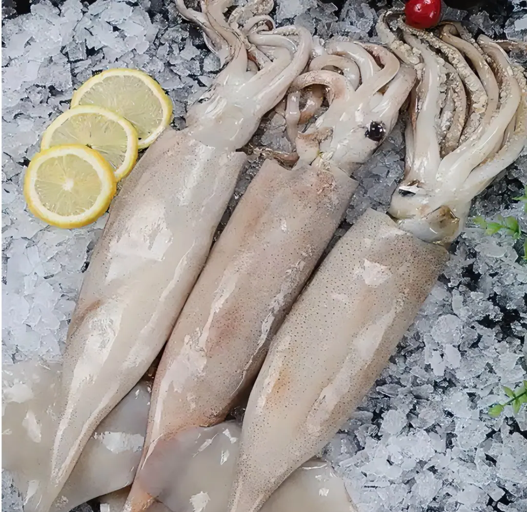大连海钓鱿鱼(大连海钓鱿鱼视频)
