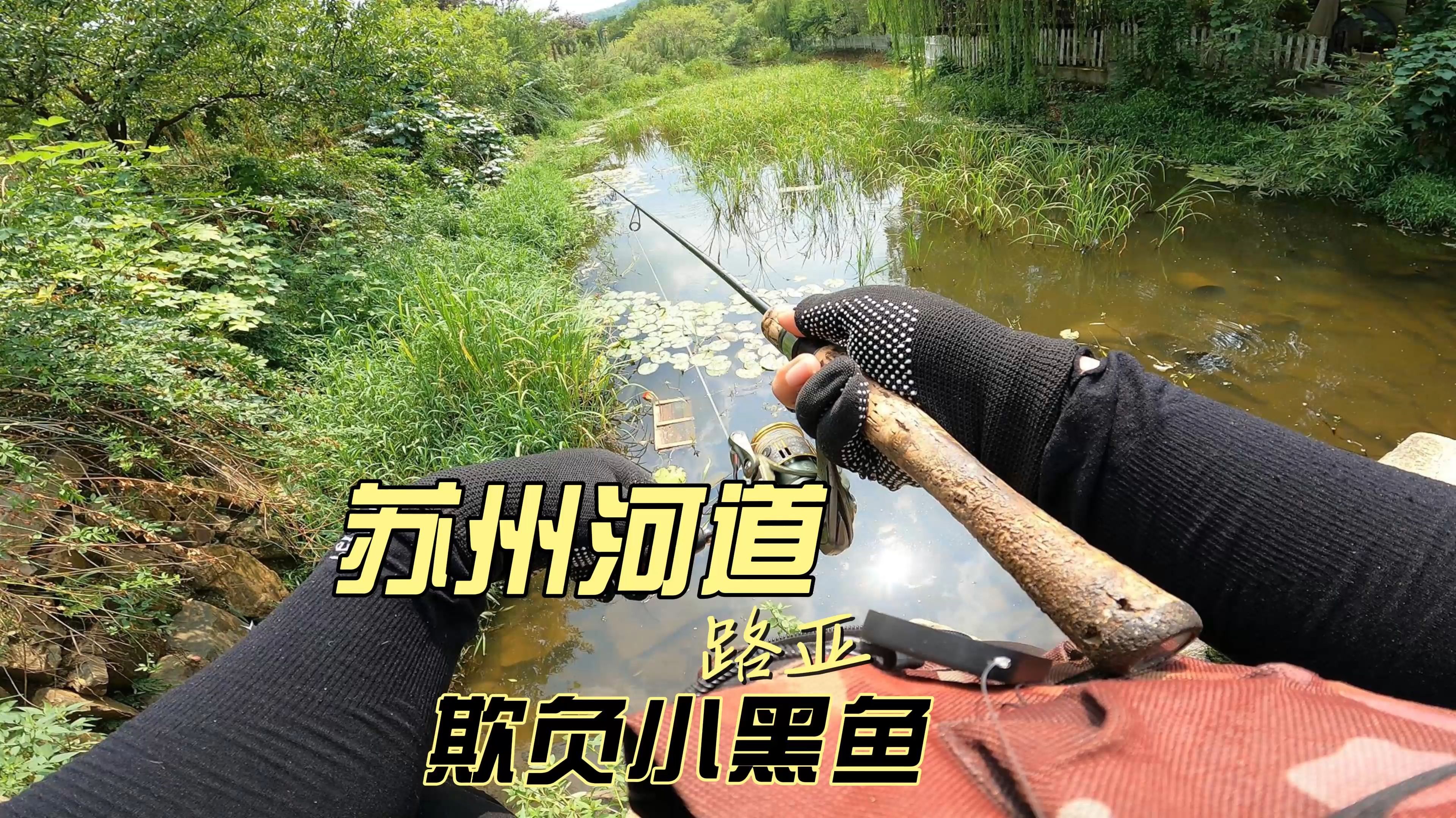 初春路亚黑鱼时间(春季路亚黑鱼技巧攻略视频)