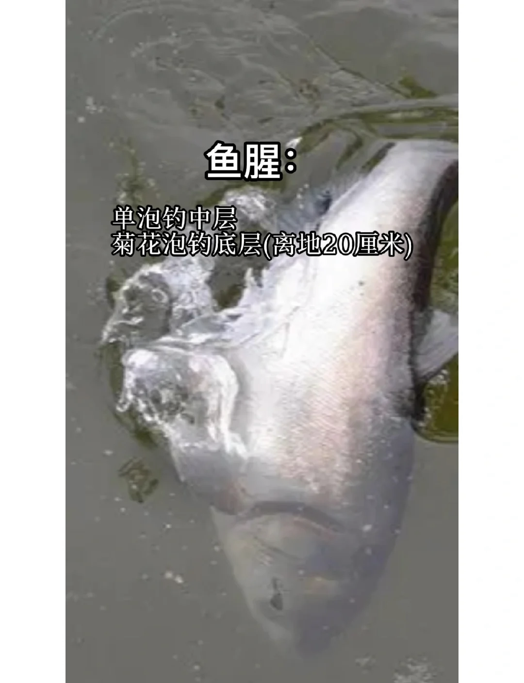钓鲢鳙技巧钓鱼人必看(钓鲢鳙技巧大全2017最新)