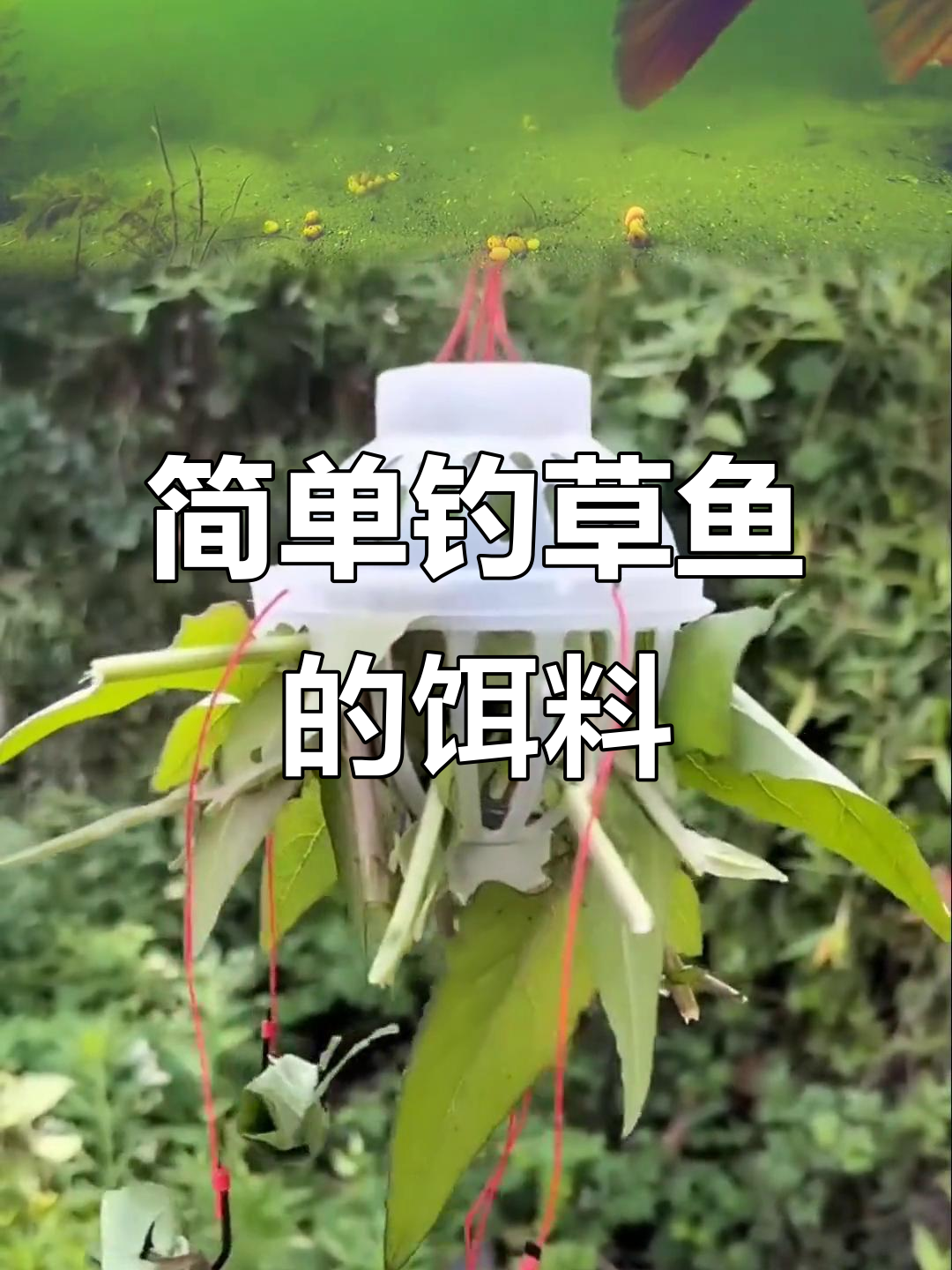 游钓中国草鱼饵料(野钓草鱼饵料配方如何选择如何使用)