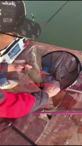 路亚挂鲢鳙(路亚竿钓鲢鳙)