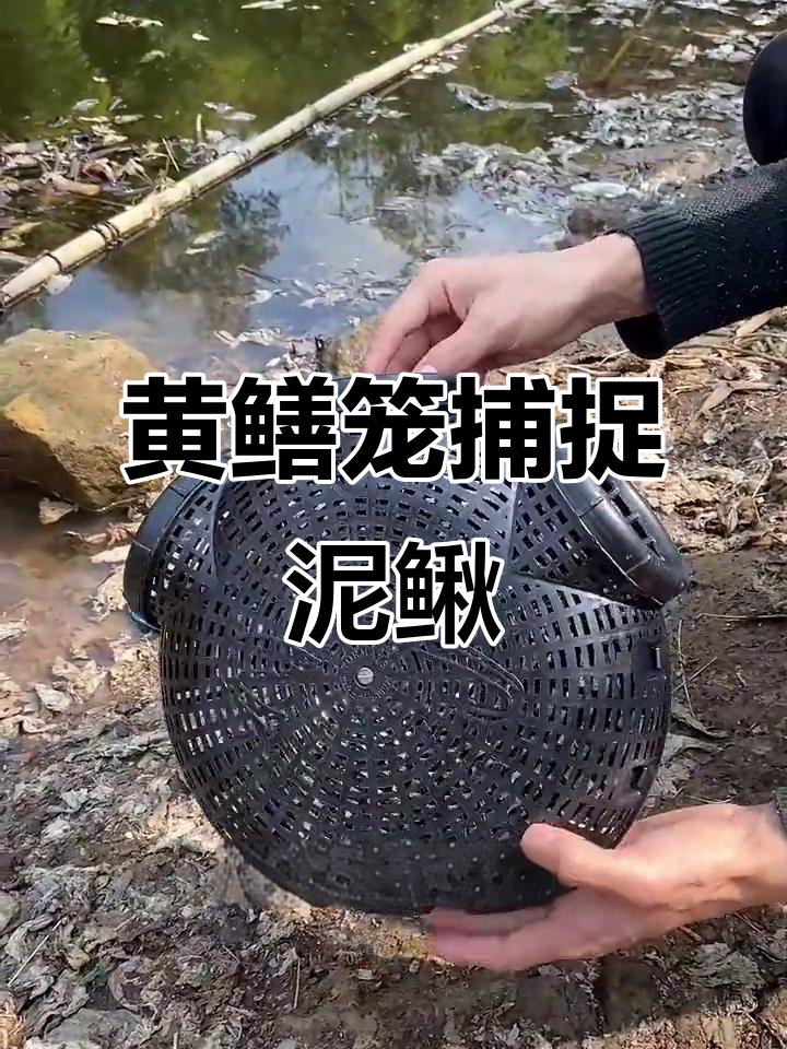捕泥鳅用什么饵料好(捕泥鳅用什么诱饵最好)